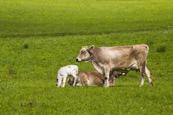 Cows on grazing — Stock Photo, Image
