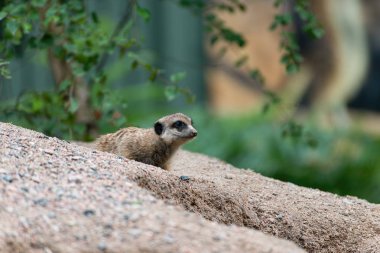 meerkat veya suricate