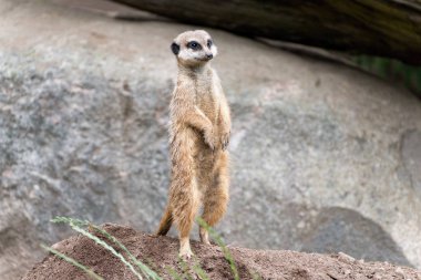meerkat veya suricate