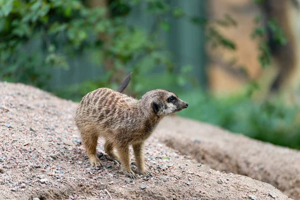 Meerkat of suricate — Stockfoto