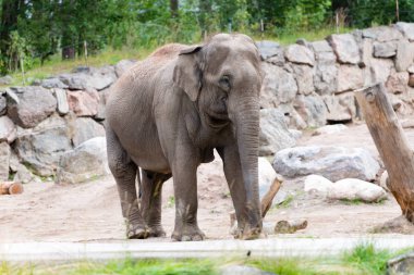Asiatisk elefant (Elephantidae)