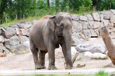 Asiatisk elefant (Elephantidae)