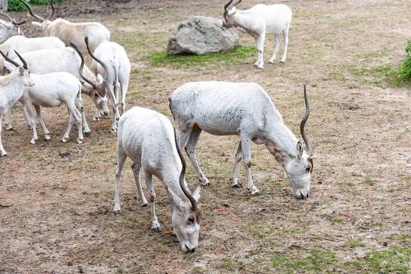 Addax Addax Nasomaculatus Známá Také Jako Bílá Antilopa Antilopa Antilopa — Stock fotografie