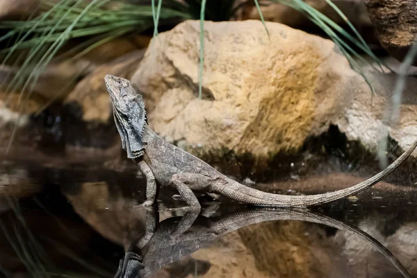 The frilled-necked lizard (Chlamydosaurus kingii), also known commonly as the frilled agama, frilled dragon or frilled lizard, is a species of lizard in the family Agamidae.
