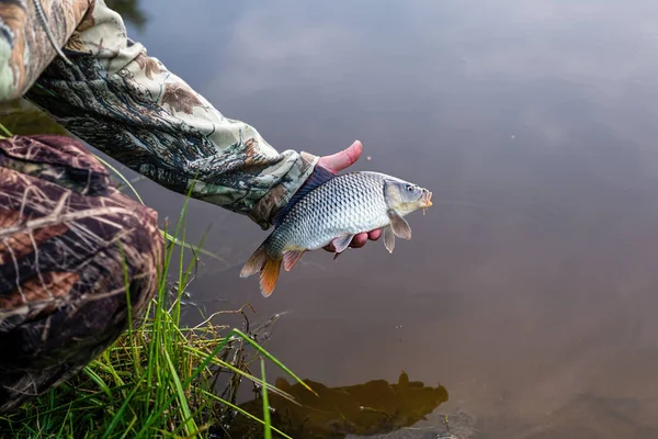 Karp Zwyczajny Lub Karp Europejski Cyprinus Carpio Jest Szeroko Rozpowszechnioną — Zdjęcie stockowe