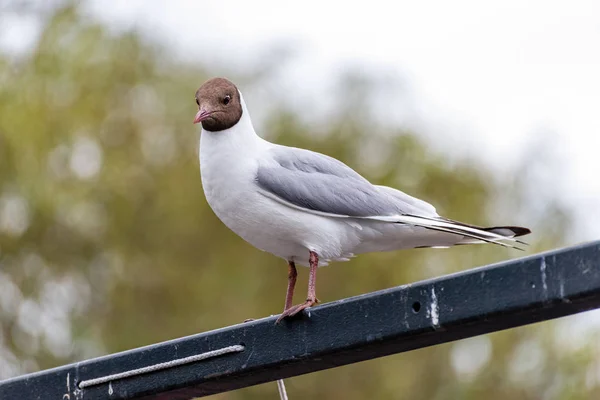 Gaivota Cabeça Preta Chroicocephalus Ridibundus Uma Pequena Gaivota Que Reproduz — Fotografia de Stock