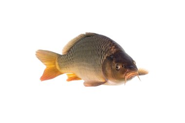 The common carp or European carp (Cyprinus carpio) is a widespread freshwater fish of eutrophic waters in lakes and large rivers in Europe and Asia. clipart