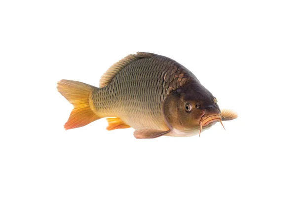 Der Gemeine Karpfen Cyprinus Carpio Ist Ein Weit Verbreiteter Süßwasserfisch — Stockfoto