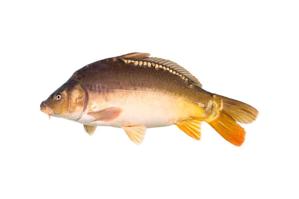 Зеркальный Карп Является Типом Рыбы Обычно Встречающейся Европе Название Зеркальный — стоковое фото
