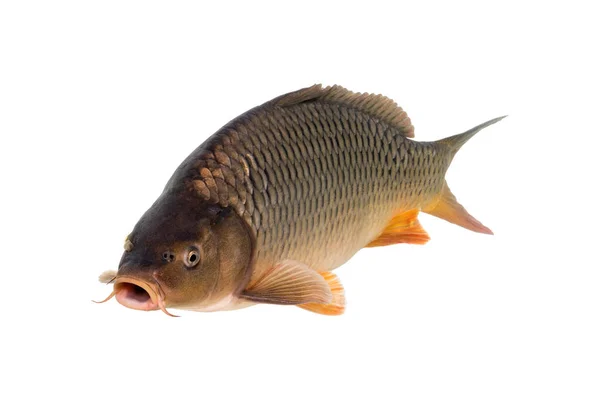 The common carp or European carp (Cyprinus carpio) is a widespread freshwater fish of eutrophic waters in lakes and large rivers in Europe and Asia.