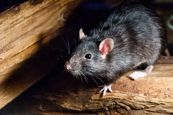 黑鼠黑鼠 也被称为船鼠 天鼠或家鼠 — 图库照片
