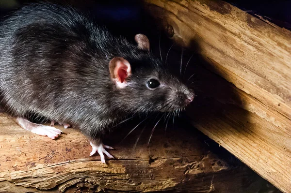 Black Rat Rattus Rattus Also Known Ship Rat Roof Rat — Stock Photo, Image