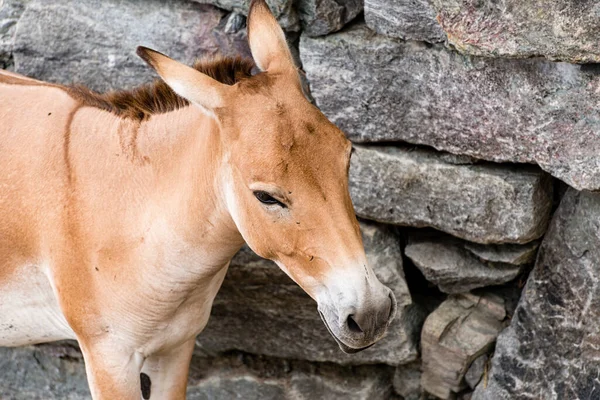 Onager Equus Hemionus Also Known Hemione Asiatic Wild Ass Species — Stock fotografie