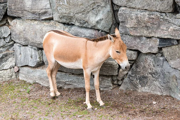 Onager Equus Hemionus Also Known Hemione Asiatic Wild Ass Species — Stock fotografie