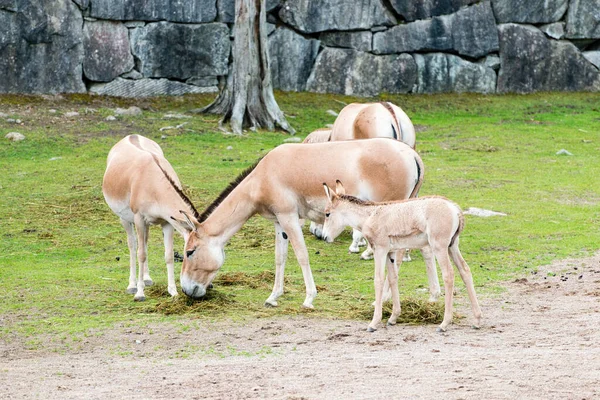 Onager Equus Hemionus Also Known Hemione Asiatic Wild Ass Species — Stock Fotó