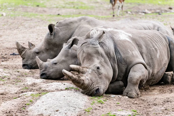 Three White Rhinos Lying Ground White Rhinoceros Square Lipped Rhinoceros — Stock Photo, Image