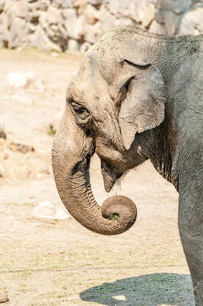 The Asian elephant (Elephas maximus), also called Asiatic elephant, is the only living species of the genus Elephas and is distributed throughout the Indian subcontinent and Southeast Asia.