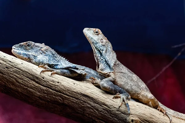 The frilled-necked lizard (Chlamydosaurus kingii), also known commonly as the frilled agama, frilled agama or frilled lizard, is a species of lizard in the family Agamidae.