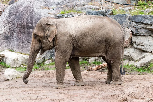 Elefante Asiático Elephas Maximus También Llamado Elefante Asiático Única Especie Imágenes de stock libres de derechos