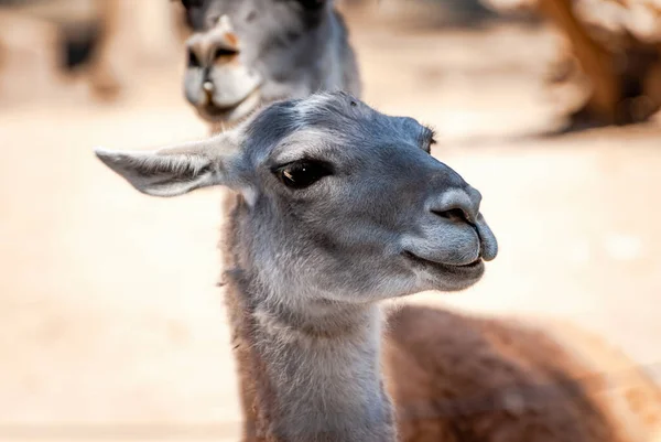 Guanaco Lama Guanicoe Camelid Původem Jižní Ameriky Úzce Příbuzný Lamy Stock Snímky