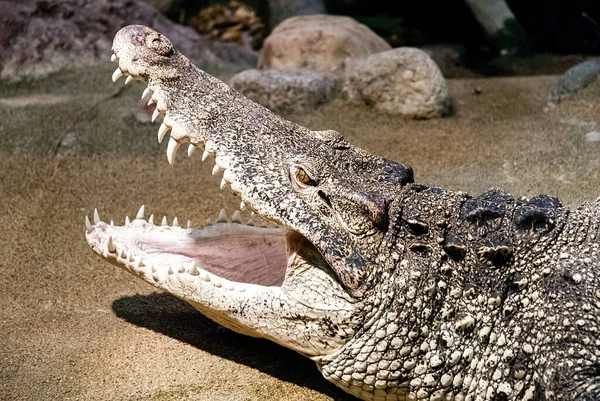 Cocodrilo Cubano Crocodylus Rhombifer Una Pequeña Especie Cocodrilo Que Encuentra Imágenes de stock libres de derechos