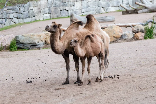 Velbloud Kopytník Stejnými Prsty Rodu Camelus Který Zádech Charakteristická Tuková — Stock fotografie