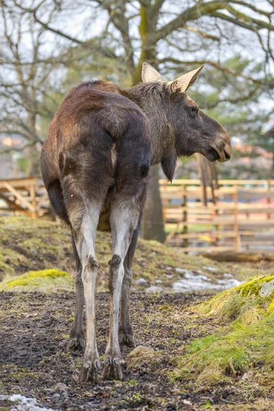 Los Severní Amerika Nebo Los Eurasie Alces Alces Členem Podčeledi — Stock fotografie