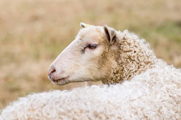 Tamfår Ovis Aries Fyrfotadjur Idisslare Däggdjur Som Vanligtvis Hålls Som — Stockfoto