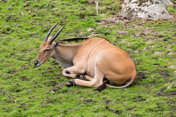Det Gemensamma Landet Taurotragus Oryx Även Känt Som Den Södra — Stockfoto