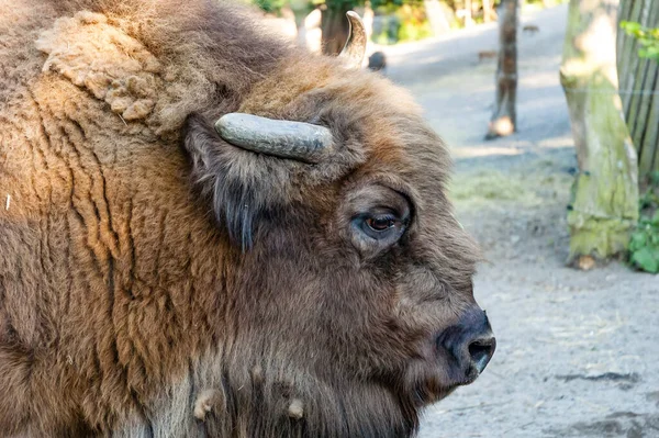 바이슨 Bison Bovinae Bison 속하는 심지어 통나무 Bison — 스톡 사진