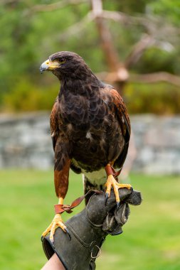 Harris 'in şahini (Parabuteo unicinctus), eskiden körfez kanatlı şahin ya da esmer şahin olarak bilinen ve Latin Amerika' da peuco olarak bilinen şahin..
