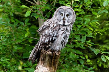 Büyük gri baykuş (