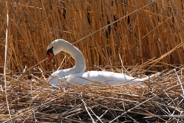 Swans are birds of the family Anatidae within the genus Cygnus. The swans\' closest relatives include the geese and ducks.