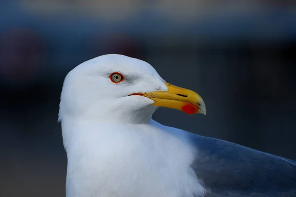 Mewa Czarnodzioba Larus Marinus Błędnie Nazywana Przez Niektórych Mewą Czarnodziobą — Zdjęcie stockowe