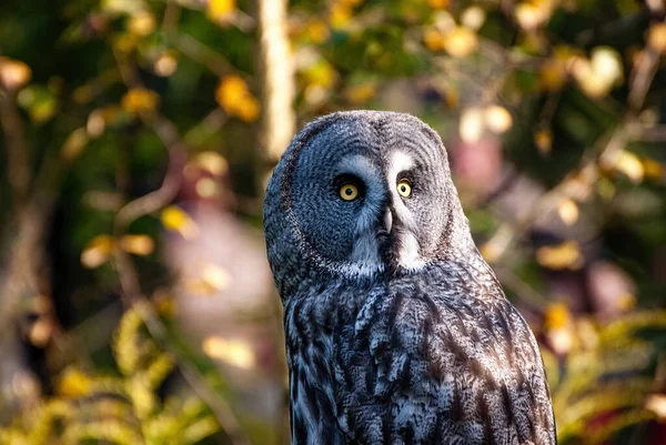 Gran Búho Gris Gran Búho Gris Strix Nebulosa Búho Muy — Foto de Stock