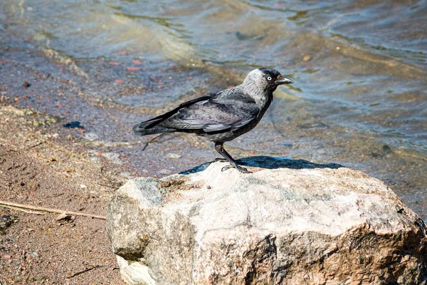 Western Jackdaw Coloeus Monedula Also Known Eurasian Jackdaw European Jackdaw — Stock Photo, Image