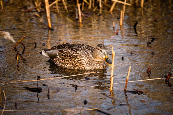 Canard Colvert Anas Platyrhynchos Est Canard Barboteur Qui Reproduit Dans — Photo