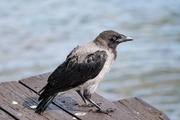 Hooded Crow Corvus Cornix Also Called Hoodie Eurasian Bird Species — Stock Photo, Image