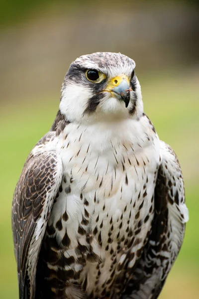 Halcón Peregrino Falco Peregrinus También Conocido Como Peregrino Históricamente Como — Foto de Stock