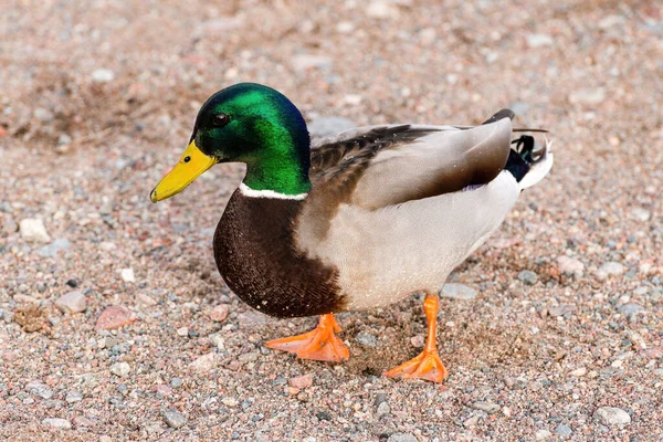 Mallard Anas Platyrhynchos Fušující Kachna Která Rozmnožuje Celé Mírné Subtropické Royalty Free Stock Fotografie