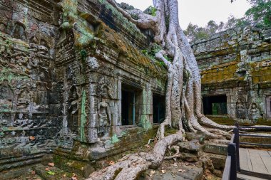 Ağaçlar tapınağın kalıntıları üzerine Ta Prohm, Angkor Wat kompleksi, Angkor Wat Arkeoloji Parkı Siem Reap, Kamboçya Unesco Dünya Mirası'tapınakta kaldırdı.