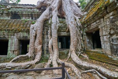 Ağaçlar tapınağın kalıntıları üzerine Ta Prohm, Angkor Wat kompleksi, Angkor Wat Arkeoloji Parkı Siem Reap, Kamboçya Unesco Dünya Mirası'tapınakta kaldırdı.