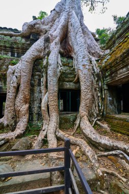 Ağaçlar tapınağın kalıntıları üzerine Ta Prohm, Angkor Wat kompleksi, Angkor Wat Arkeoloji Parkı Siem Reap, Kamboçya Unesco Dünya Mirası'tapınakta kaldırdı.