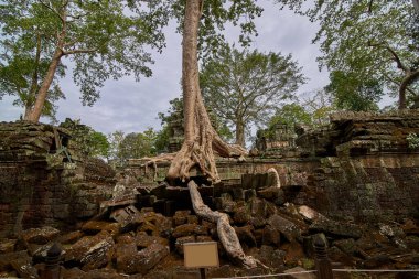 Ağaçlar tapınağın kalıntıları üzerine Ta Prohm, Angkor Wat kompleksi, Angkor Wat Arkeoloji Parkı Siem Reap, Kamboçya Unesco Dünya Mirası'tapınakta kaldırdı.