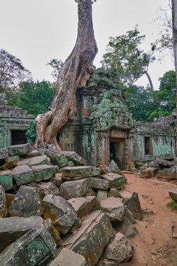 Ağaçlar tapınağın kalıntıları üzerine Ta Prohm, Angkor Wat kompleksi, Angkor Wat Arkeoloji Parkı Siem Reap, Kamboçya Unesco Dünya Mirası'tapınakta kaldırdı.