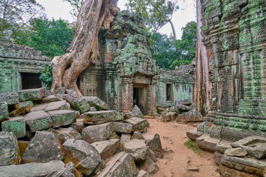 Ağaçlar tapınağın kalıntıları üzerine Ta Prohm, Angkor Wat kompleksi, Angkor Wat Arkeoloji Parkı Siem Reap, Kamboçya Unesco Dünya Mirası'tapınakta kaldırdı.