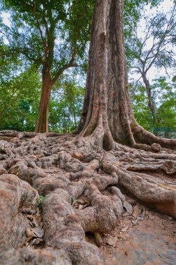Ağaçlar tapınağın kalıntıları üzerine Ta Prohm, Angkor Wat kompleksi, Angkor Wat Arkeoloji Parkı Siem Reap, Kamboçya Unesco Dünya Mirası'tapınakta kaldırdı.