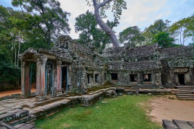 Ağaçlar tapınağın kalıntıları üzerine Ta Prohm, Angkor Wat kompleksi, Angkor Wat Arkeoloji Parkı Siem Reap, Kamboçya Unesco Dünya Mirası'tapınakta kaldırdı.