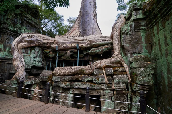 在柬埔寨暹粒吴哥窟考古公园的 Prohm 寺废墟上拔地而起的树木 联合国教科文组织世界遗产 — 图库照片