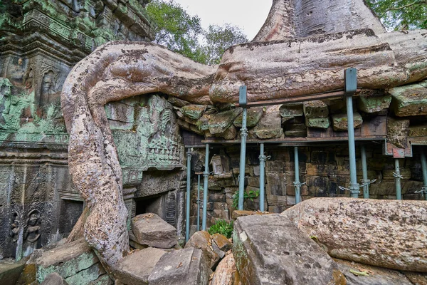 Träd Upp Ruinerna Templet Prohm Templet Angkor Wat Komplex Angkor — Stockfoto